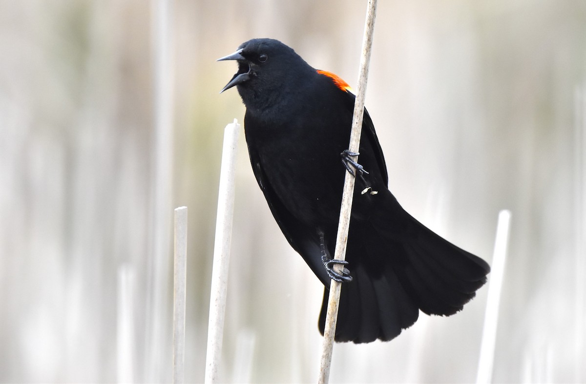 Red-winged Blackbird - ML619054502