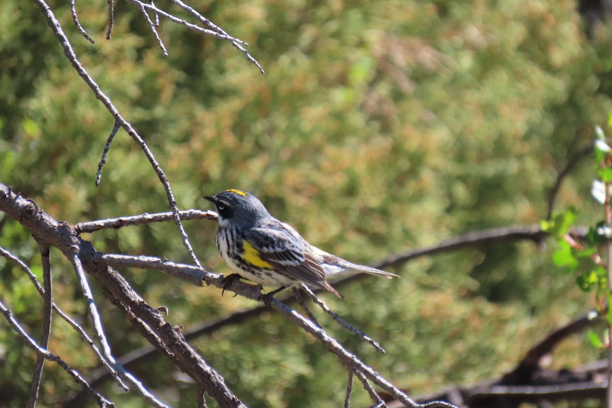 Yellow-rumped Warbler (Myrtle) - Terri Allender