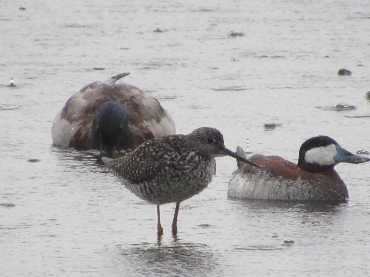 Greater Yellowlegs - ML619054522