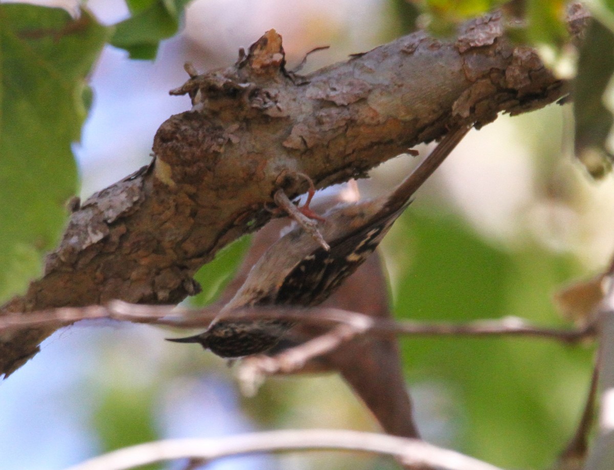 Brown Creeper - Mark Hays