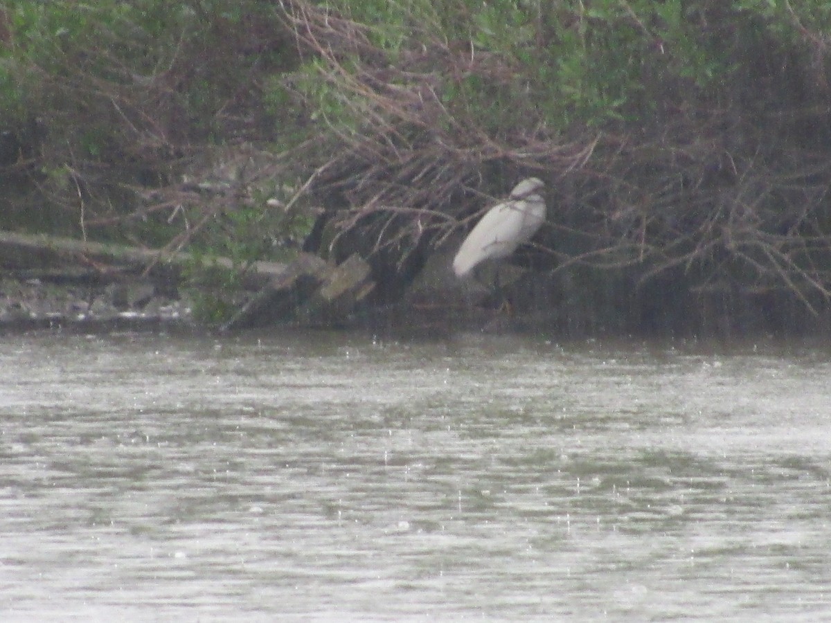 Snowy Egret - ML619054528