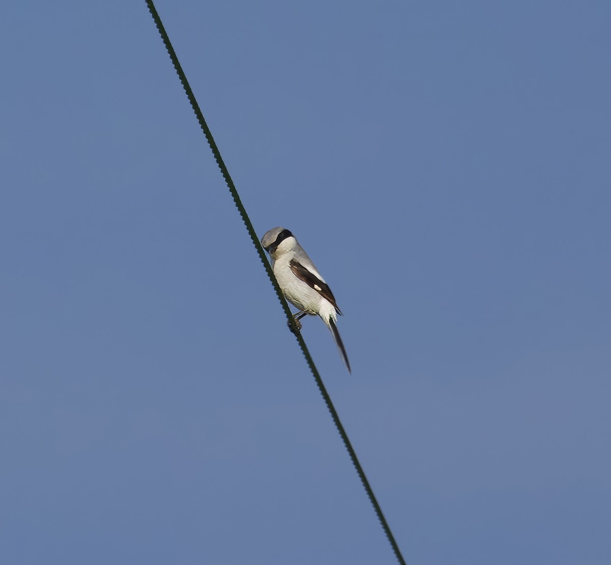 Loggerhead Shrike - ML619054531