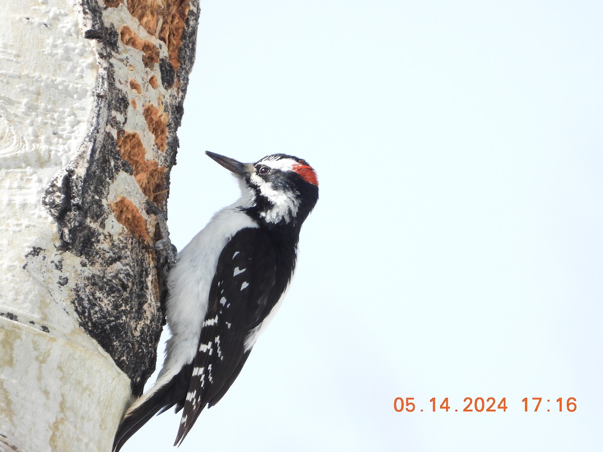 Hairy Woodpecker - Corey Jensen