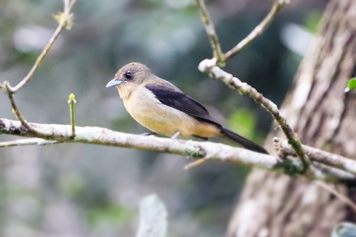 Black-goggled Tanager - Miguel Angelo Biz