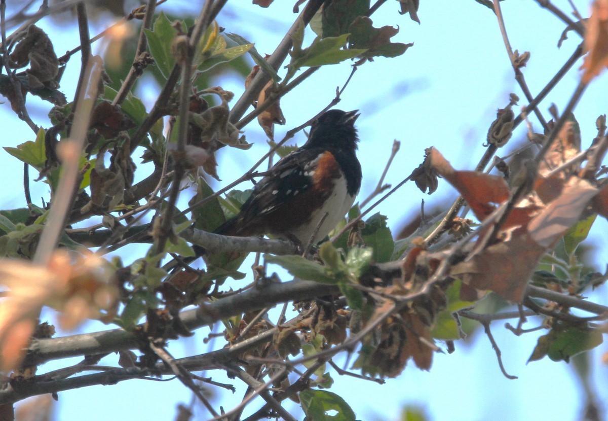 Spotted Towhee - ML619054557