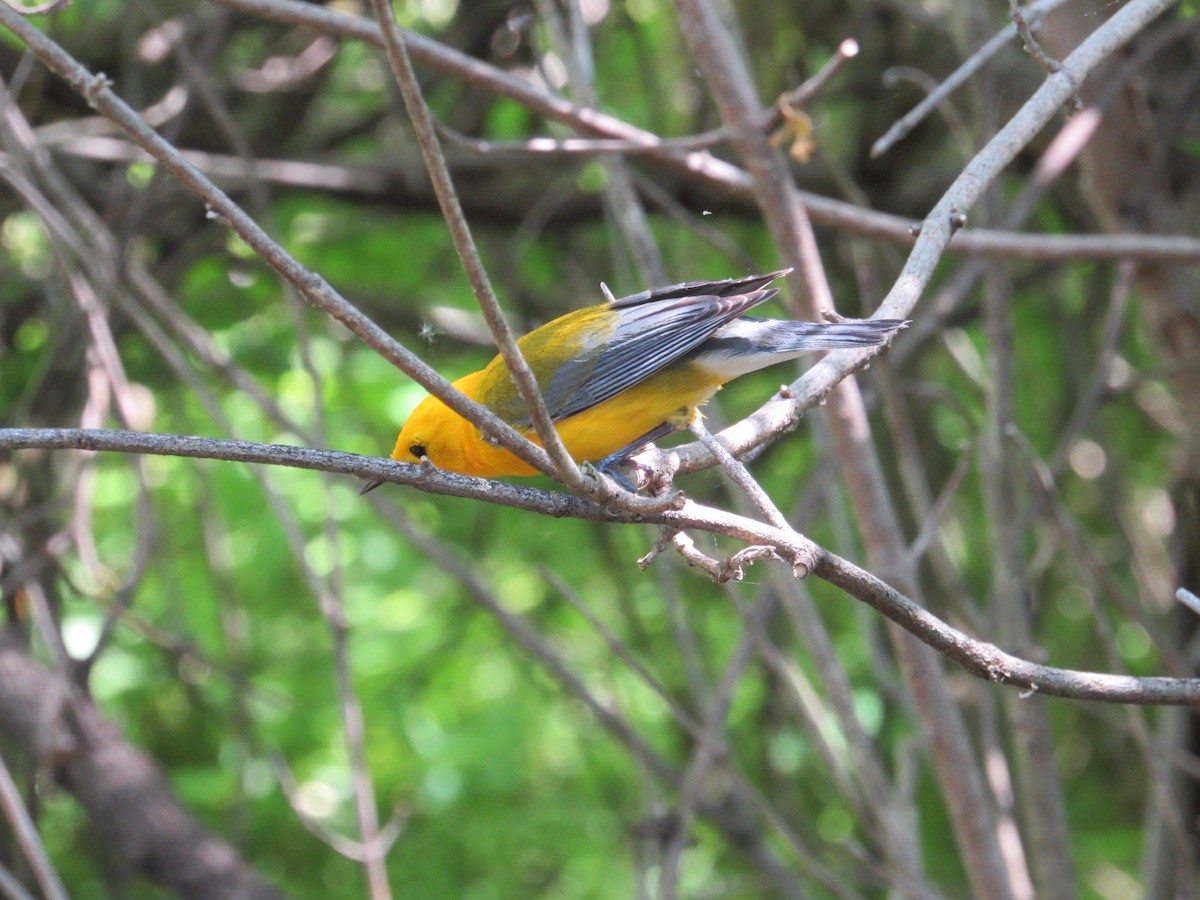 Prothonotary Warbler - Roger Hedge
