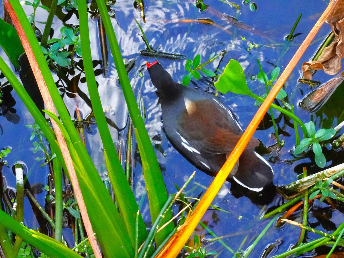 Common Gallinule - ami horowitz