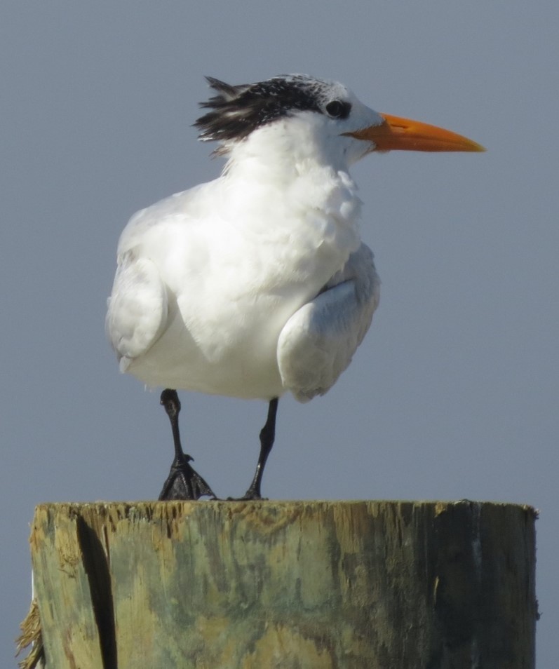 Royal Tern - Jeffrey C and Teresa B Freedman