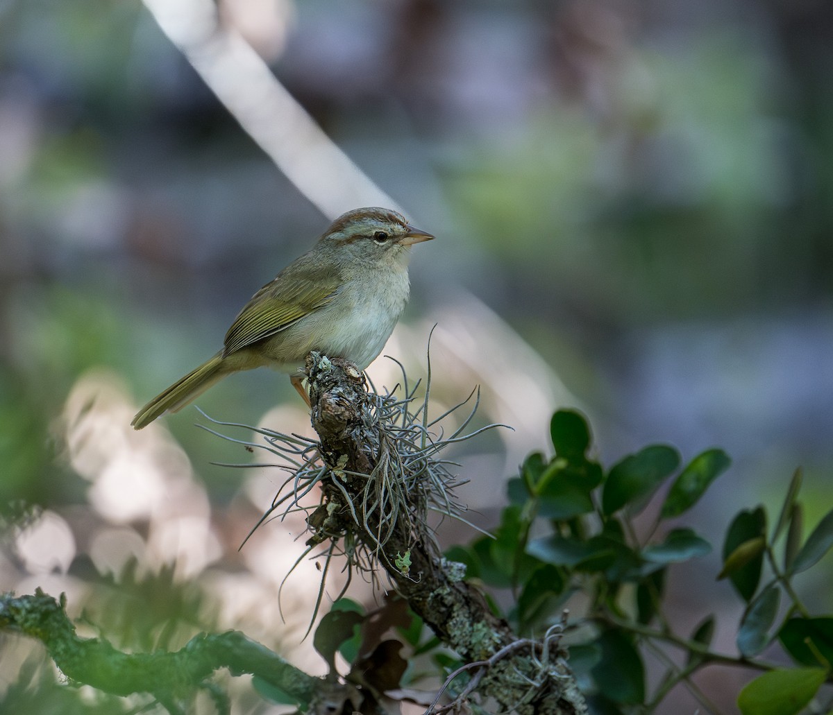 Olive Sparrow - Patti Koger