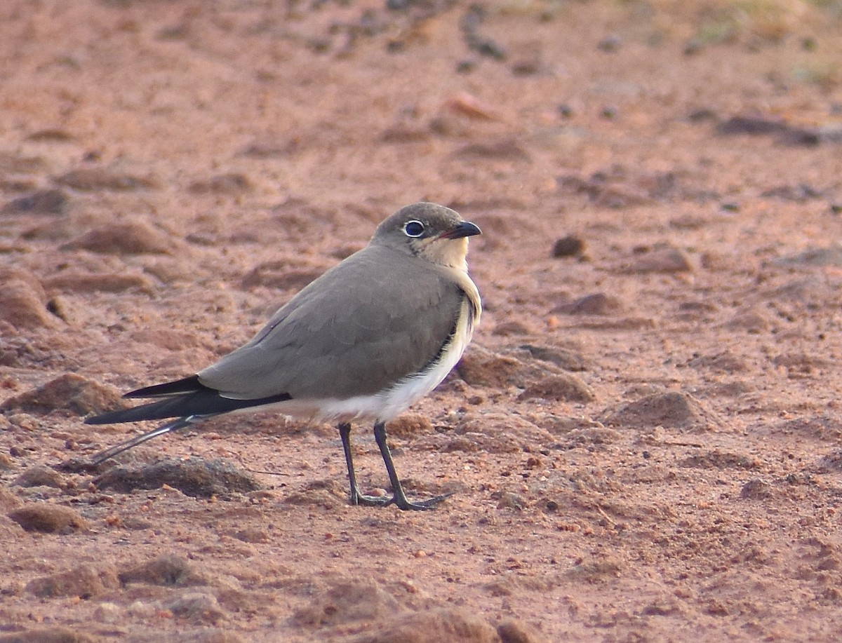 Glaréole à collier - ML619054574