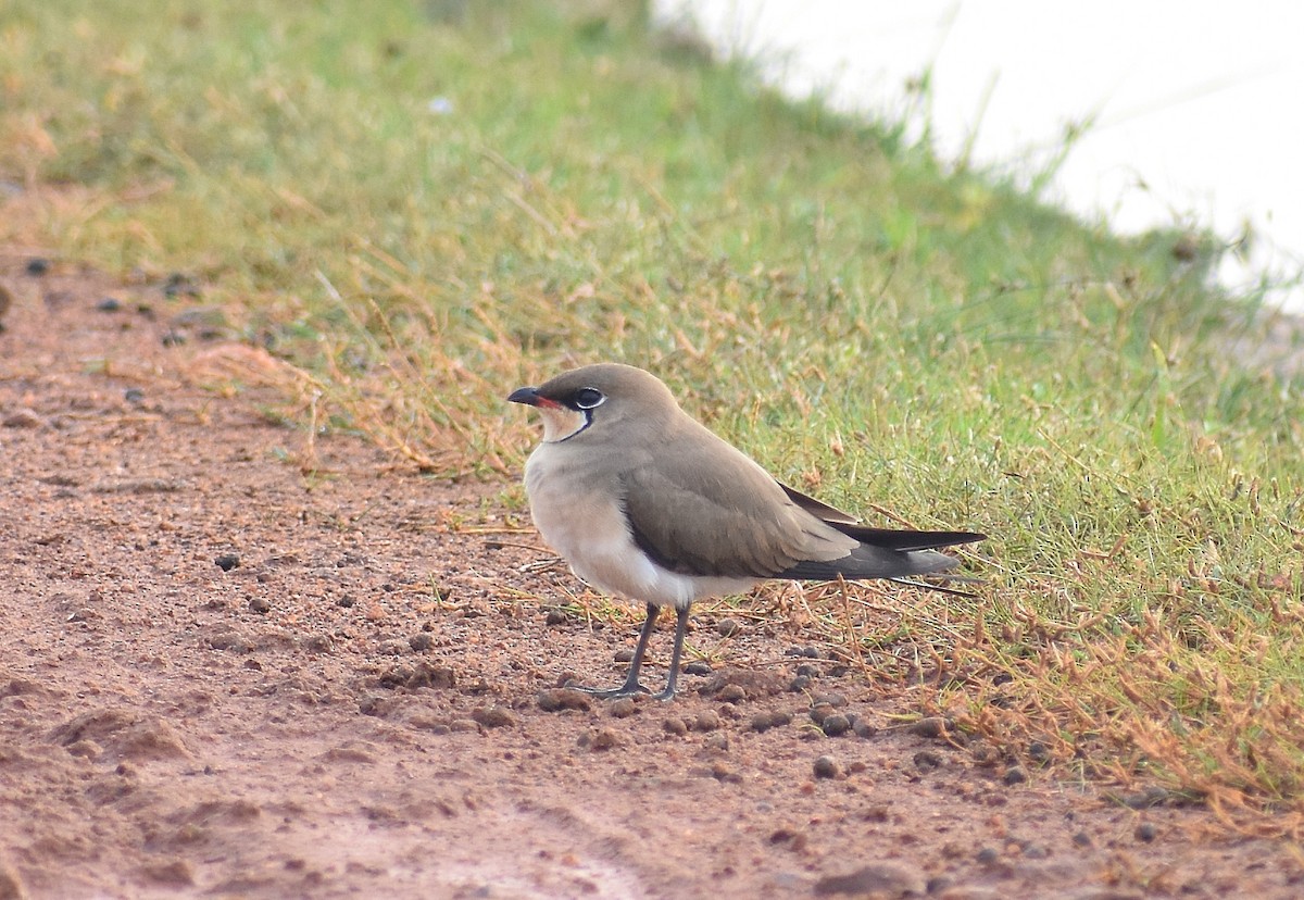 Glaréole à collier - ML619054575