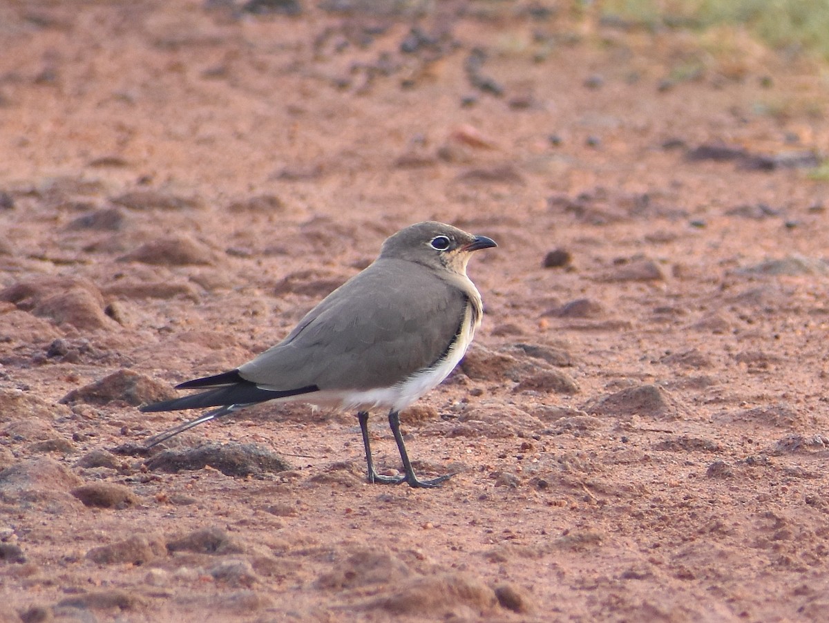 Collared Pratincole - ML619054576