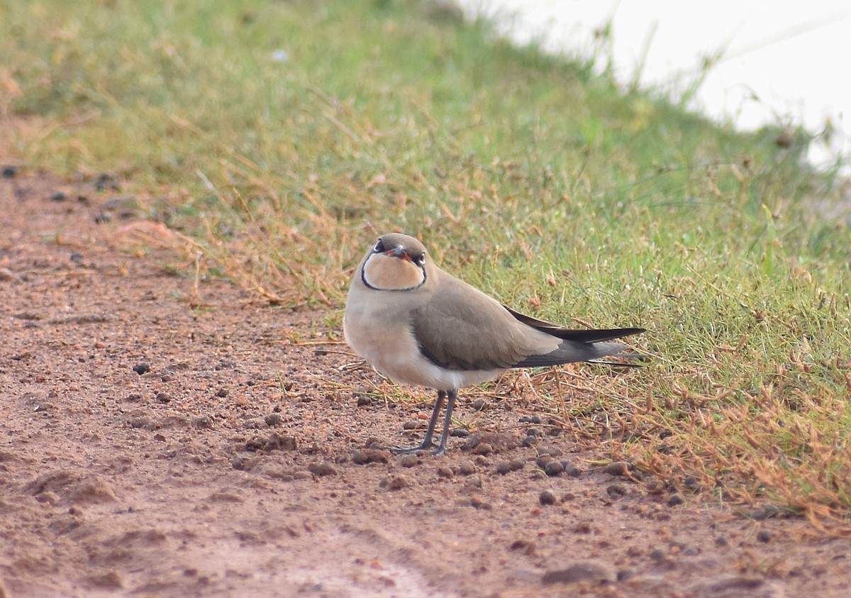 Collared Pratincole - ML619054577