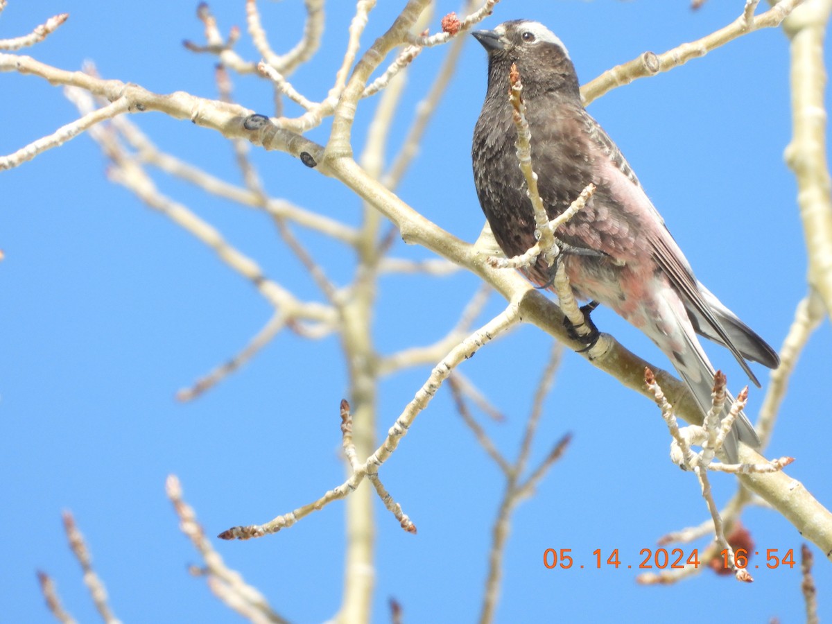 Black Rosy-Finch - Corey Jensen