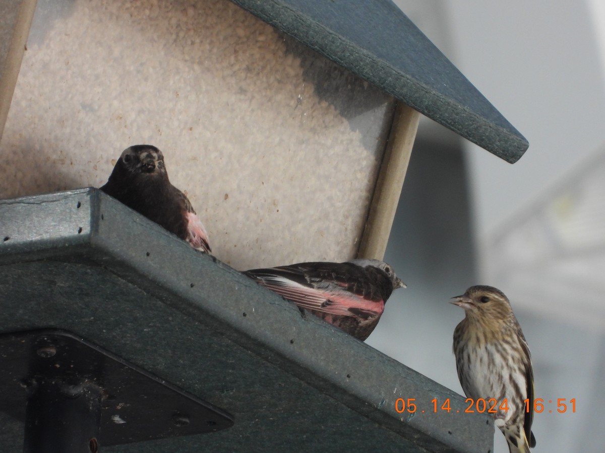 Black Rosy-Finch - Corey Jensen