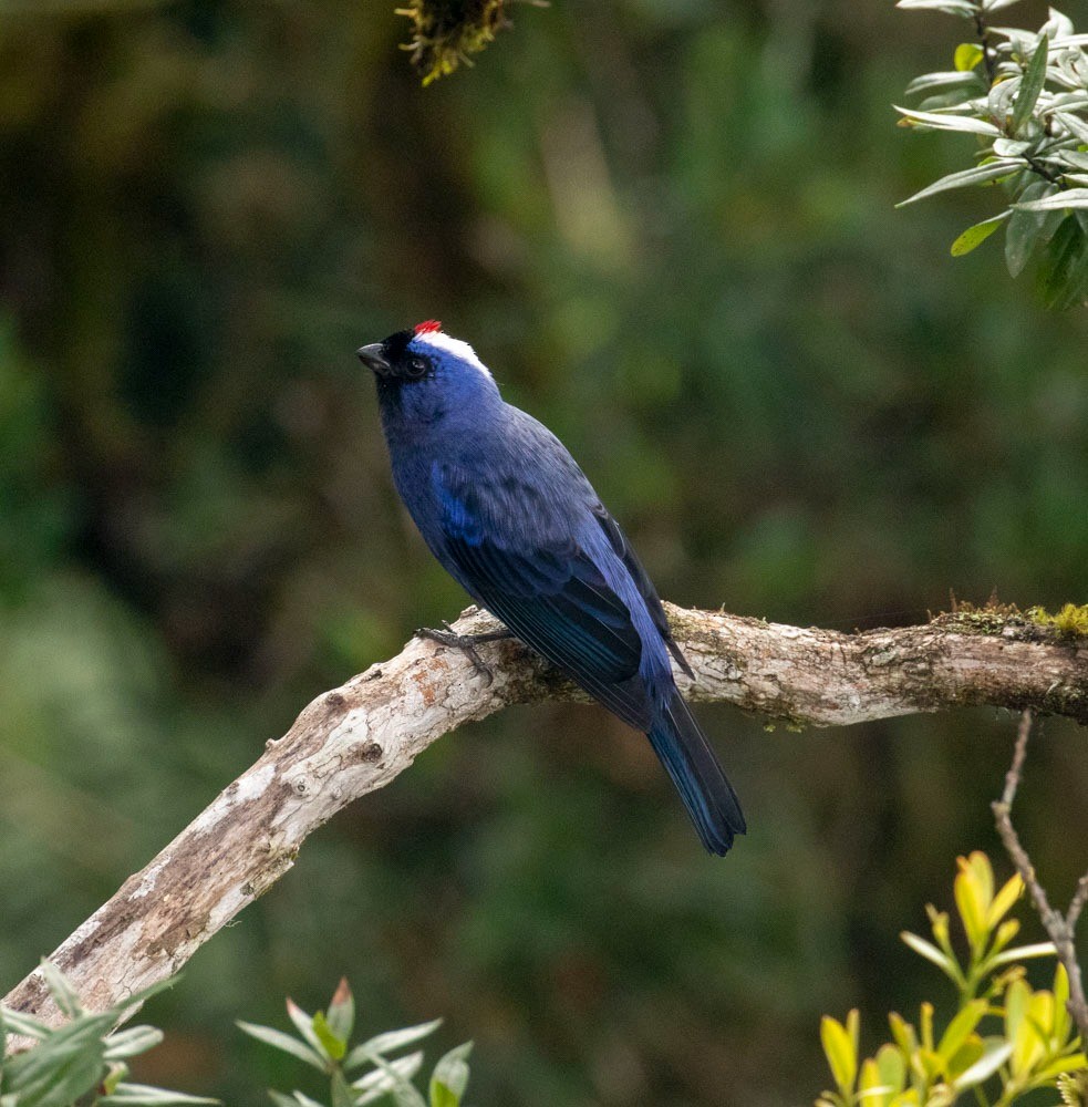 Diademed Tanager - Miguel Angelo Biz