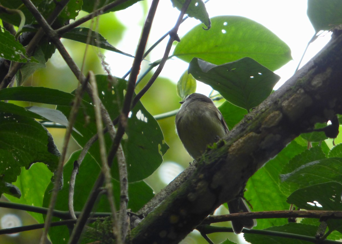 White-throated Tyrannulet - Leonardo Ortega (Dodo Colombia)