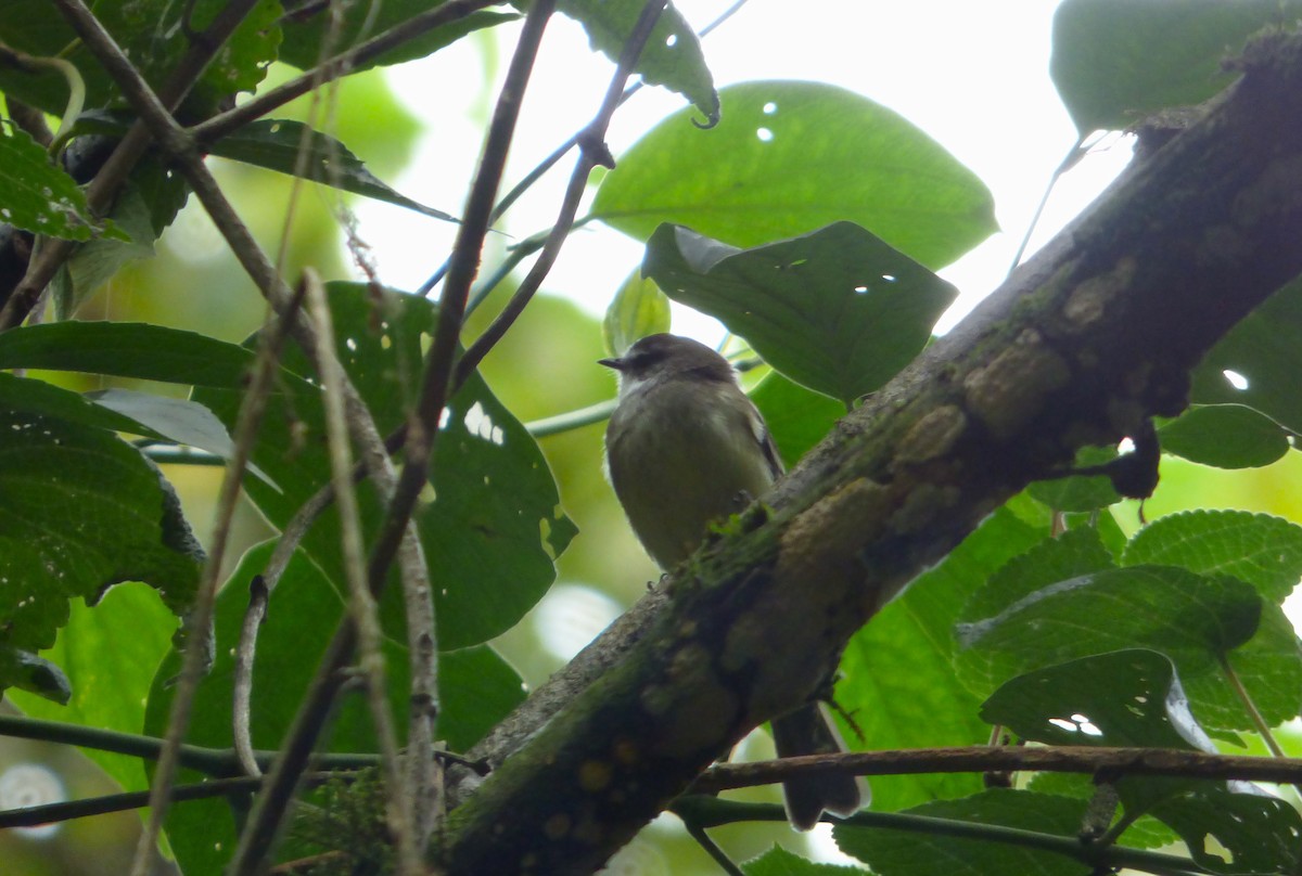 White-throated Tyrannulet - Leonardo Ortega (Dodo Colombia)