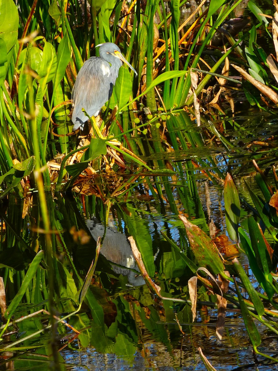 Tricolored Heron - ami horowitz