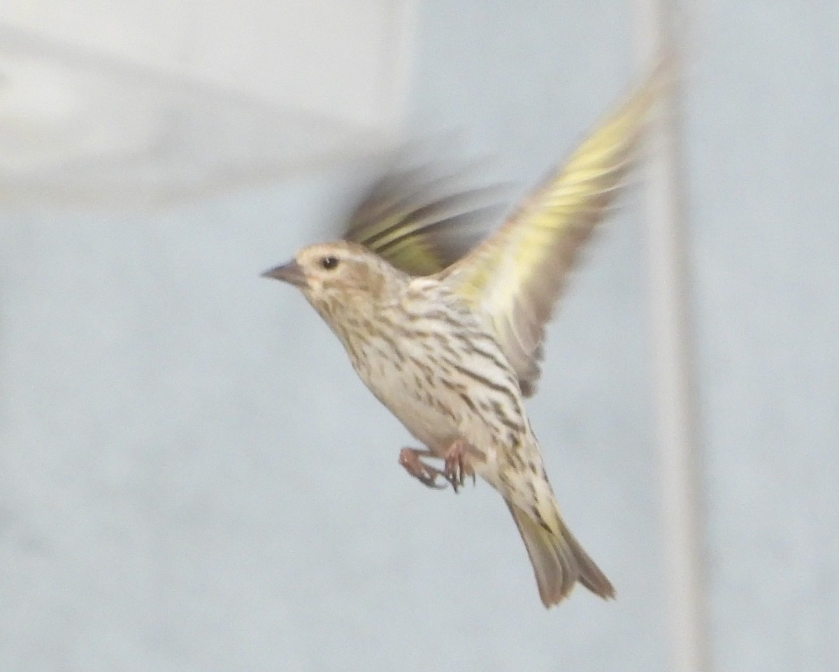 Pine Siskin - ML619054622