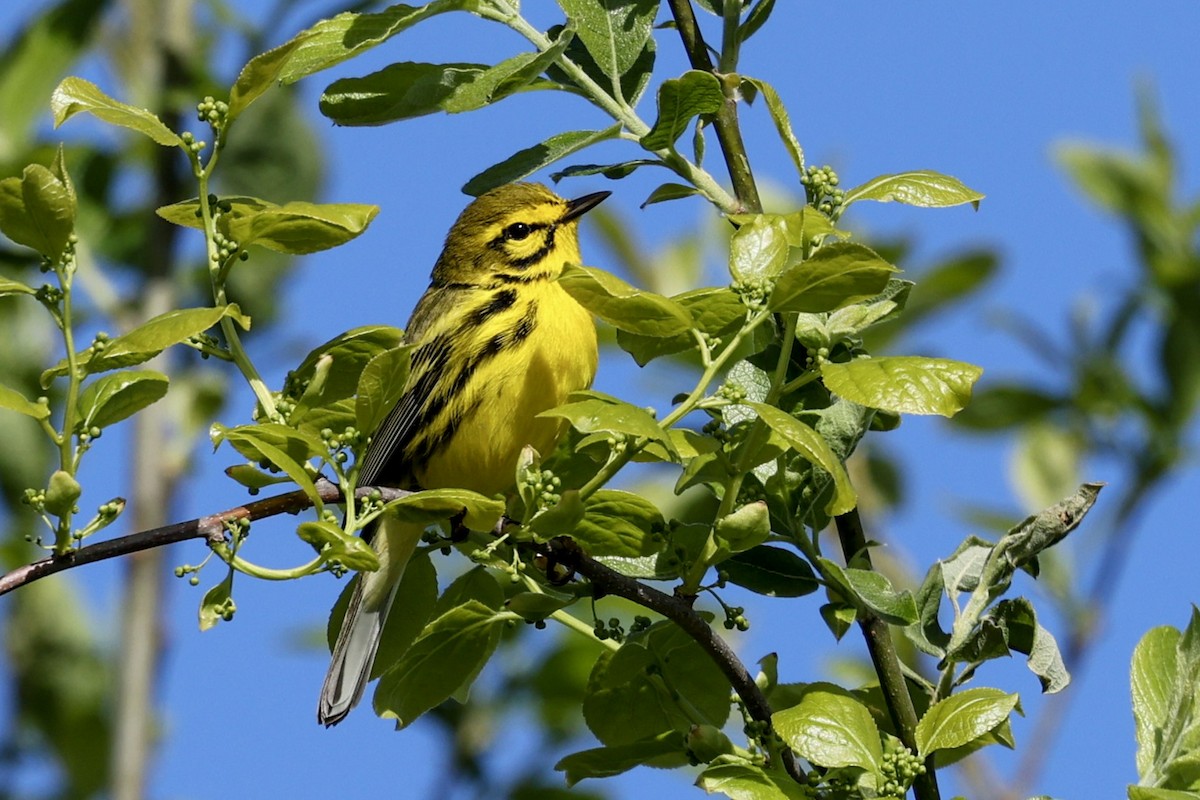 Prairie Warbler - ML619054625