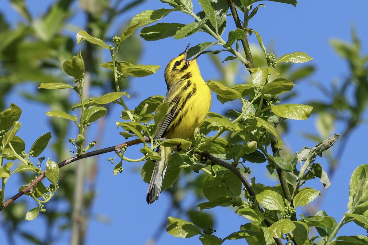 Prairie Warbler - ML619054628