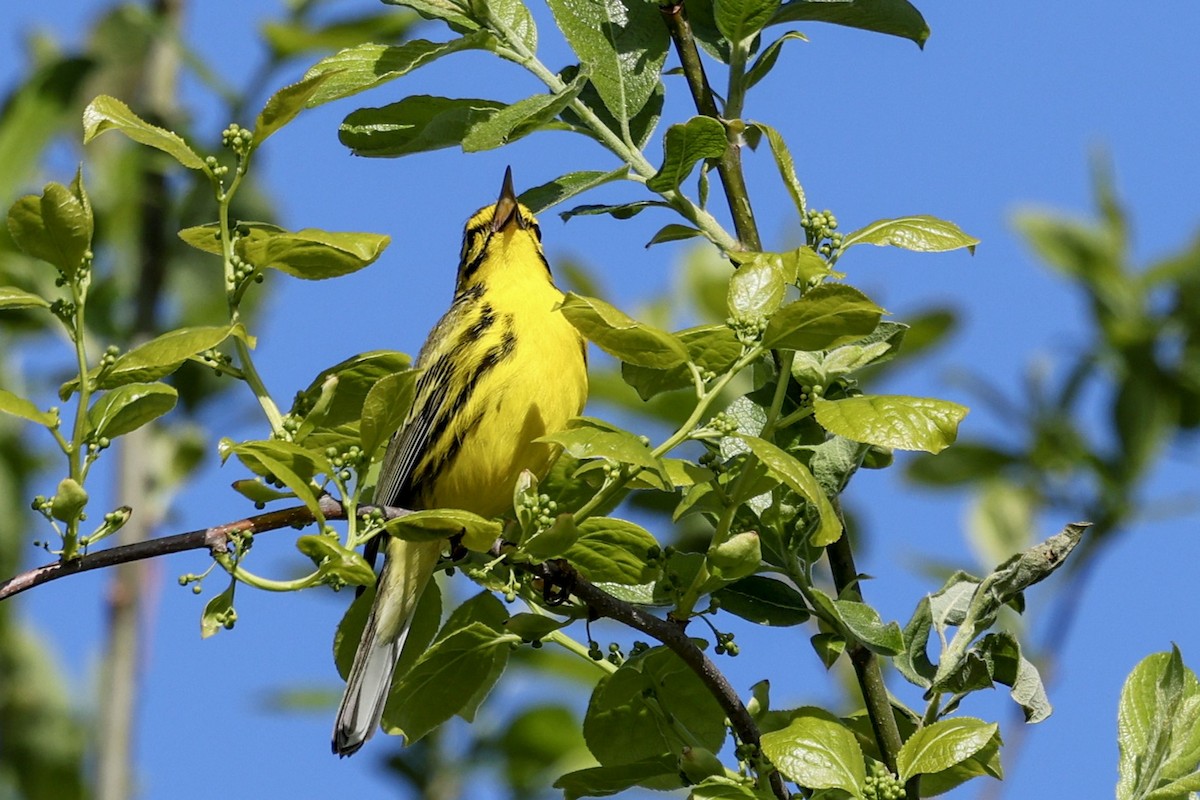 Prairie Warbler - ML619054629