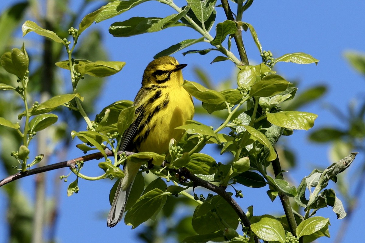 Prairie Warbler - ML619054631