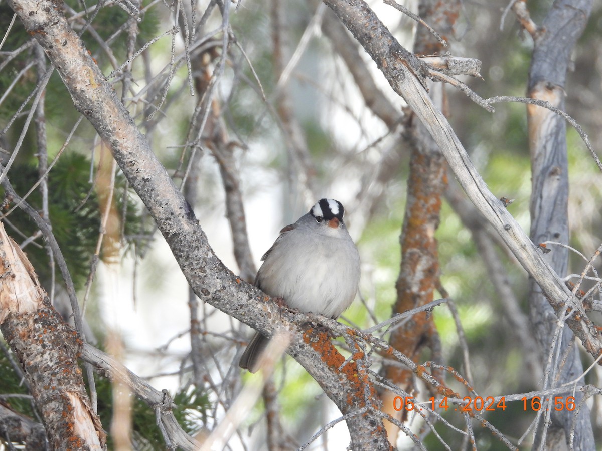 White-crowned Sparrow - Corey Jensen