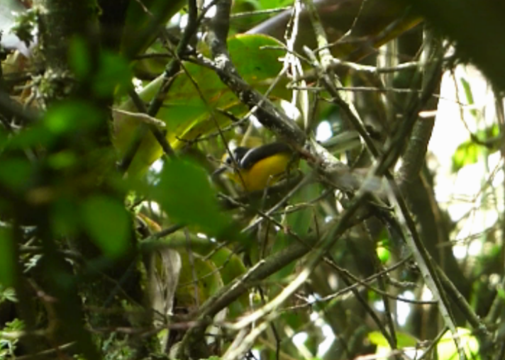 Golden-fronted Redstart - Leonardo Ortega (Dodo Colombia)