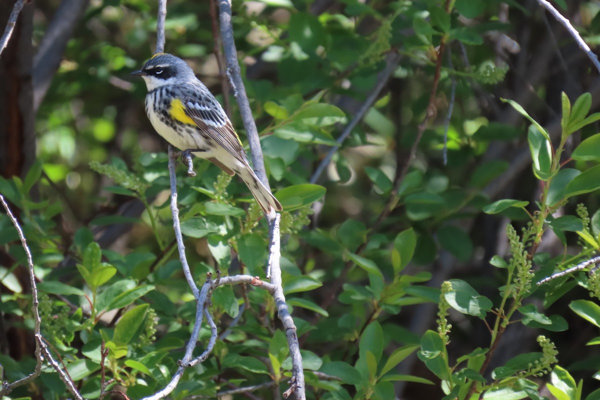 Yellow-rumped Warbler (Myrtle) - Terri Allender