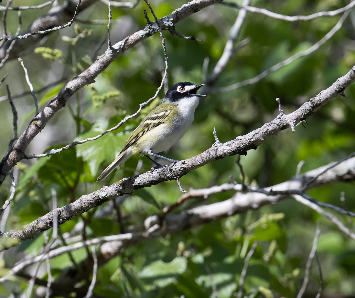 Black-capped Vireo - Patti Koger