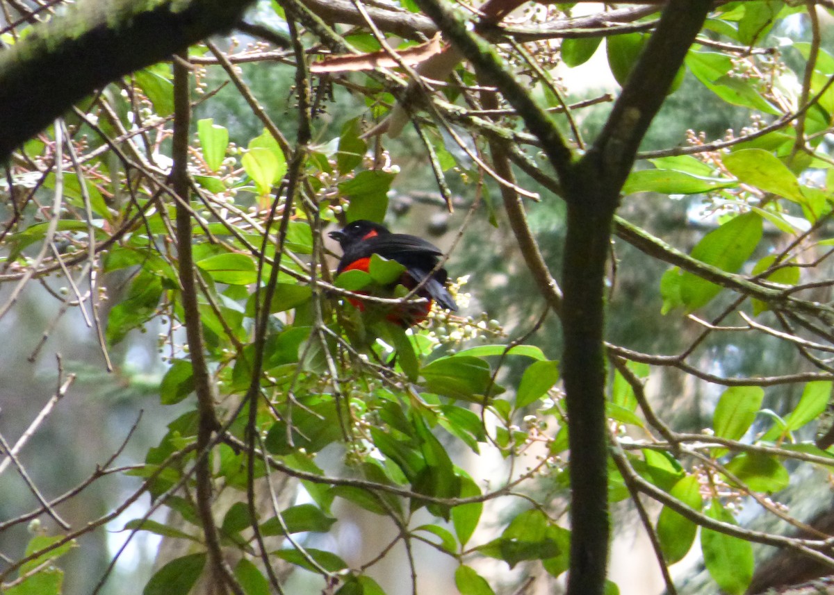 Scarlet-bellied Mountain Tanager - Leonardo Ortega (Dodo Colombia)