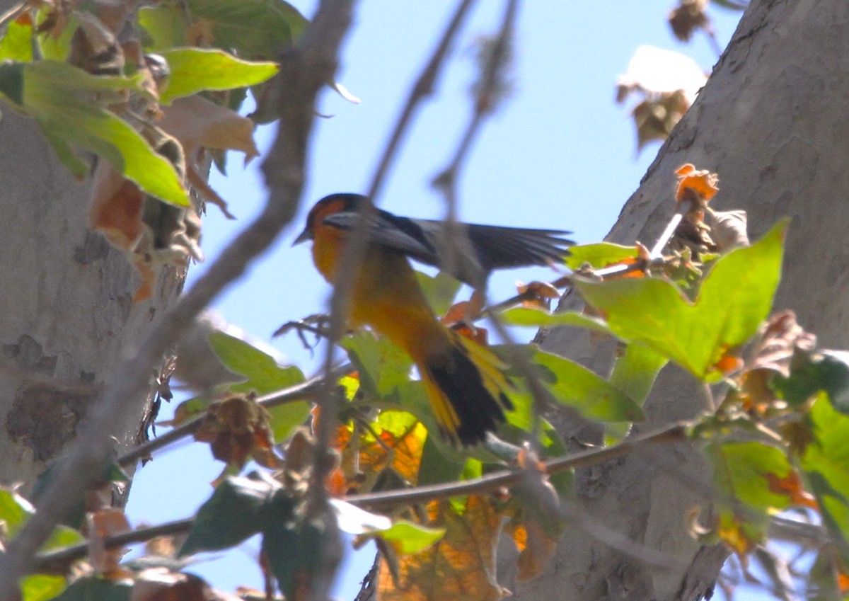 Bullock's Oriole - ML619054725