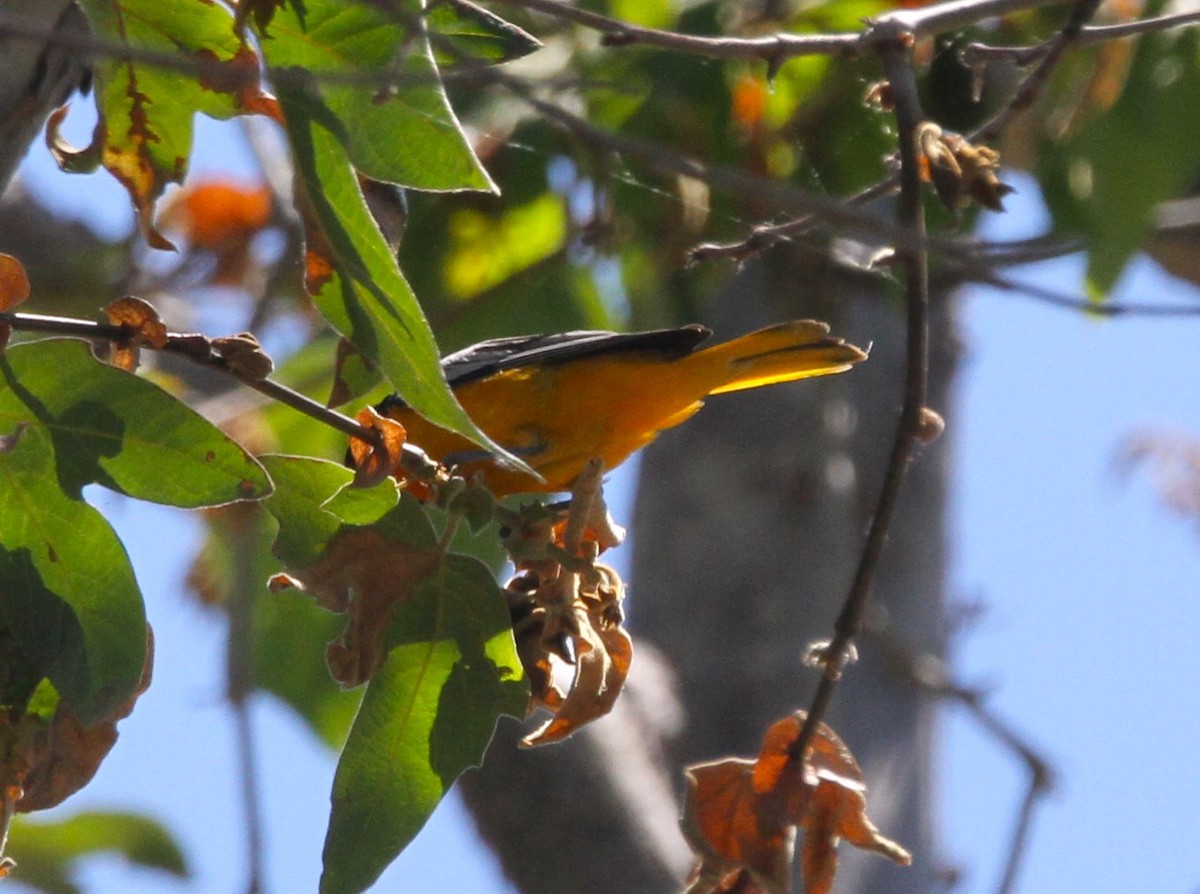 Bullock's Oriole - ML619054730