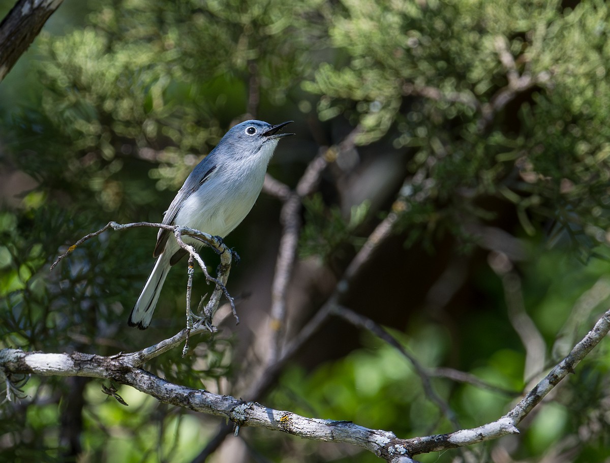 Blue-gray Gnatcatcher - Patti Koger