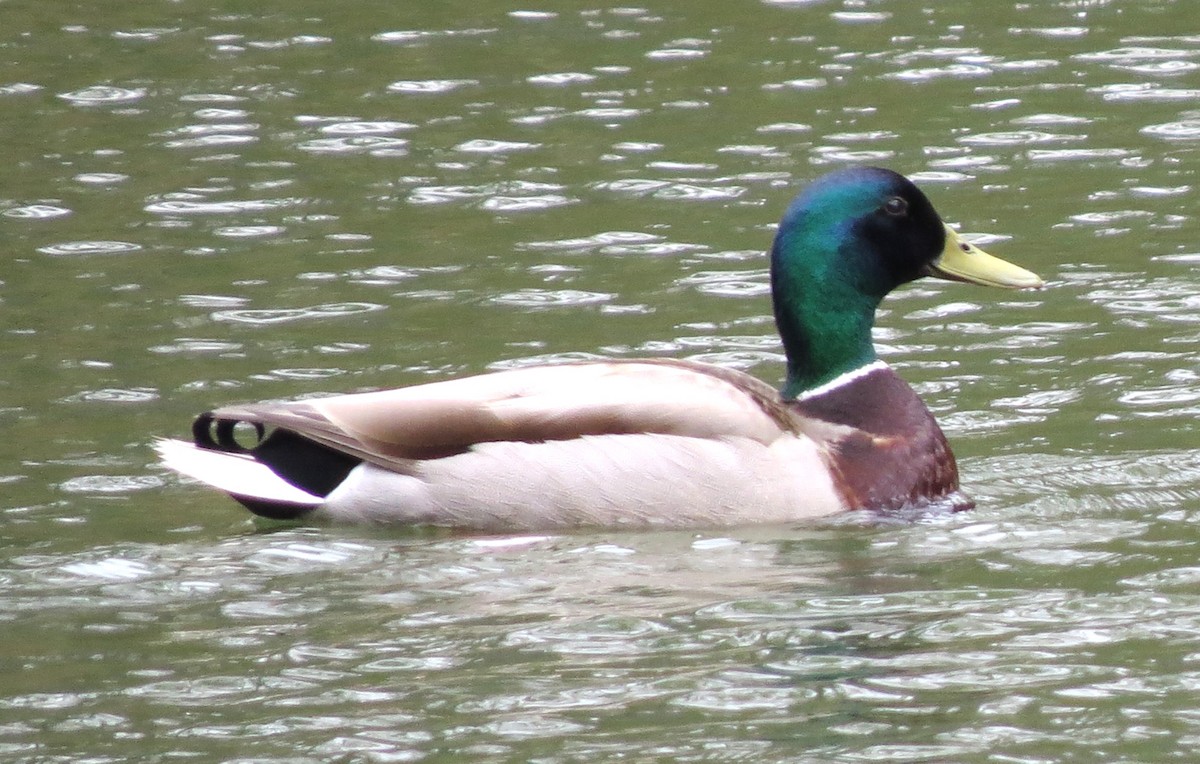 Canard colvert - ML619054741