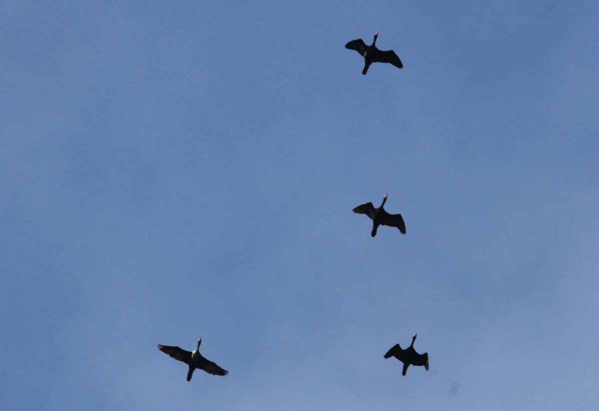 Double-crested Cormorant - ML619054758