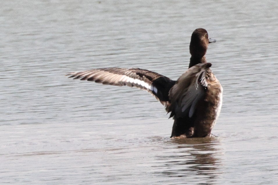 Greater Scaup - Roi & Debbie Shannon