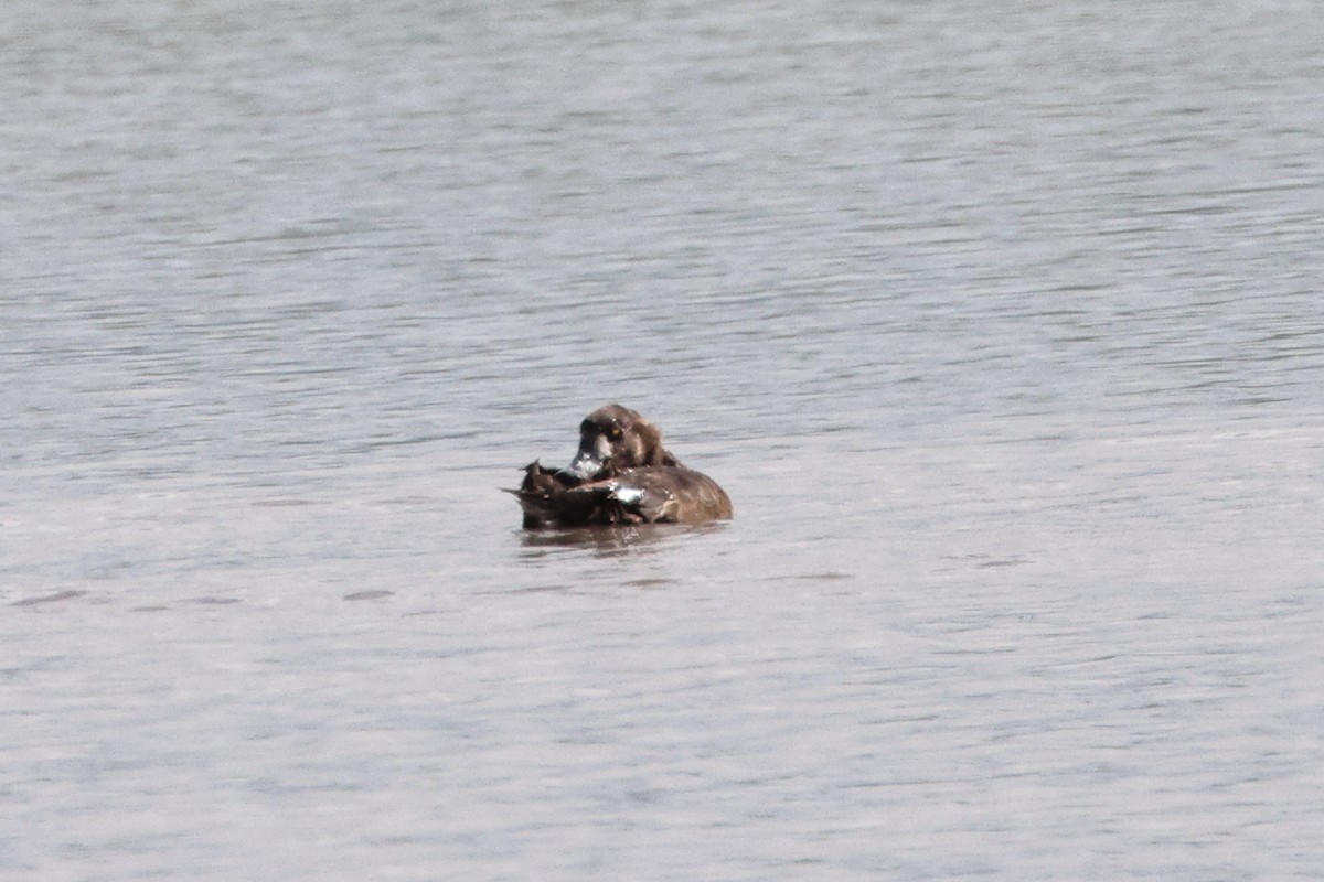 Greater Scaup - Roi & Debbie Shannon