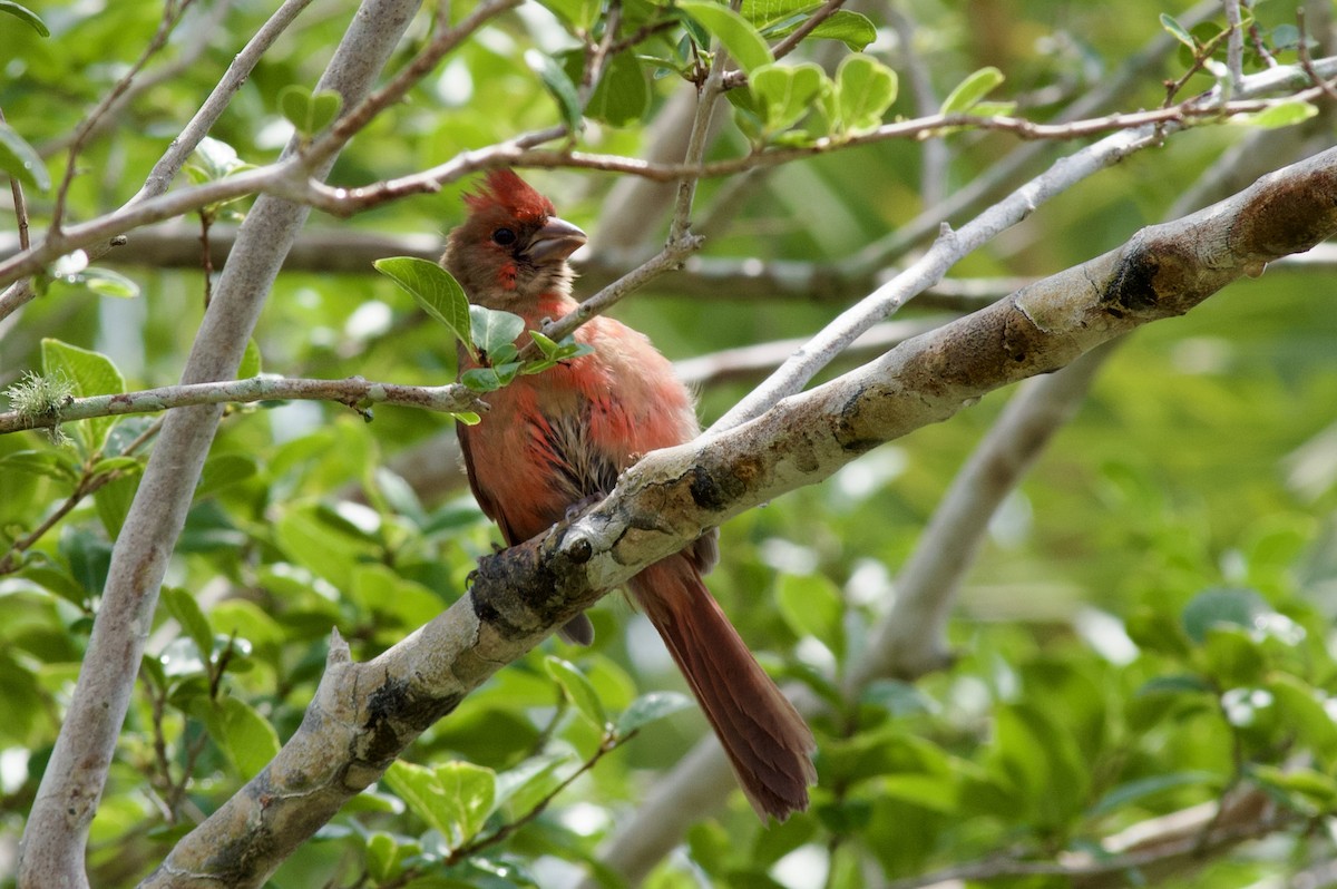 Northern Cardinal (Common) - Anonymous