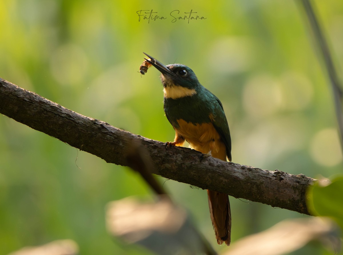 Rufous-tailed Jacamar - Fátima SantanaP
