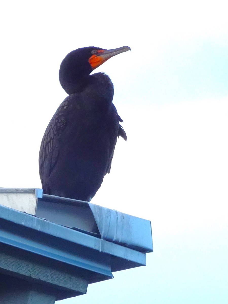 Double-crested Cormorant - ami horowitz