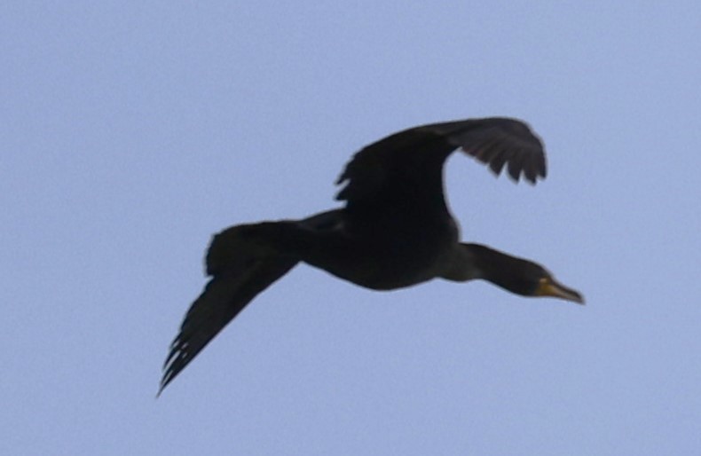 Double-crested Cormorant - David Nicosia