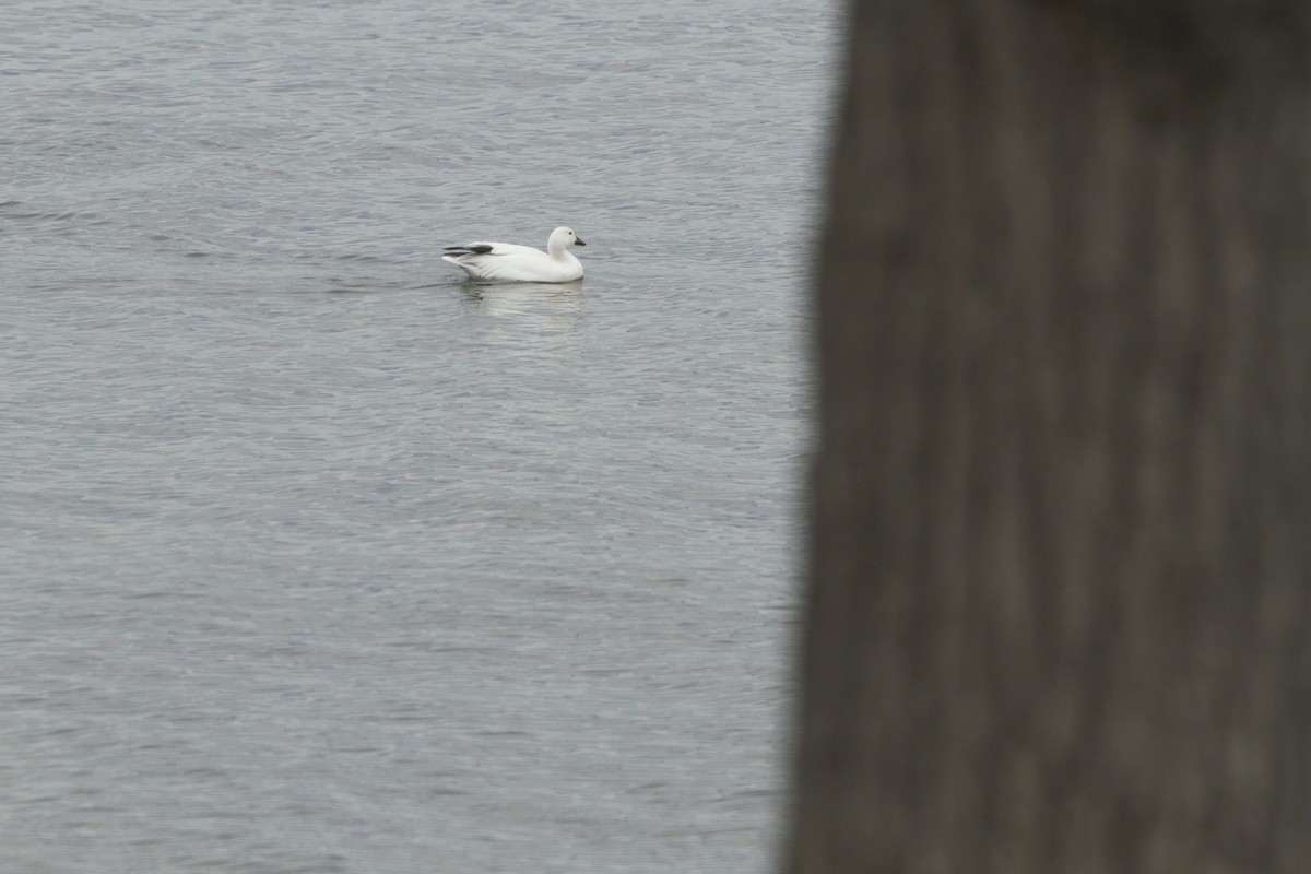 Snow Goose - Arnaud  Valade