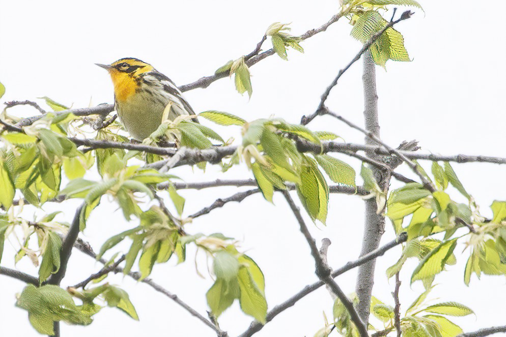 Blackburnian Warbler - Jeanne Verhulst