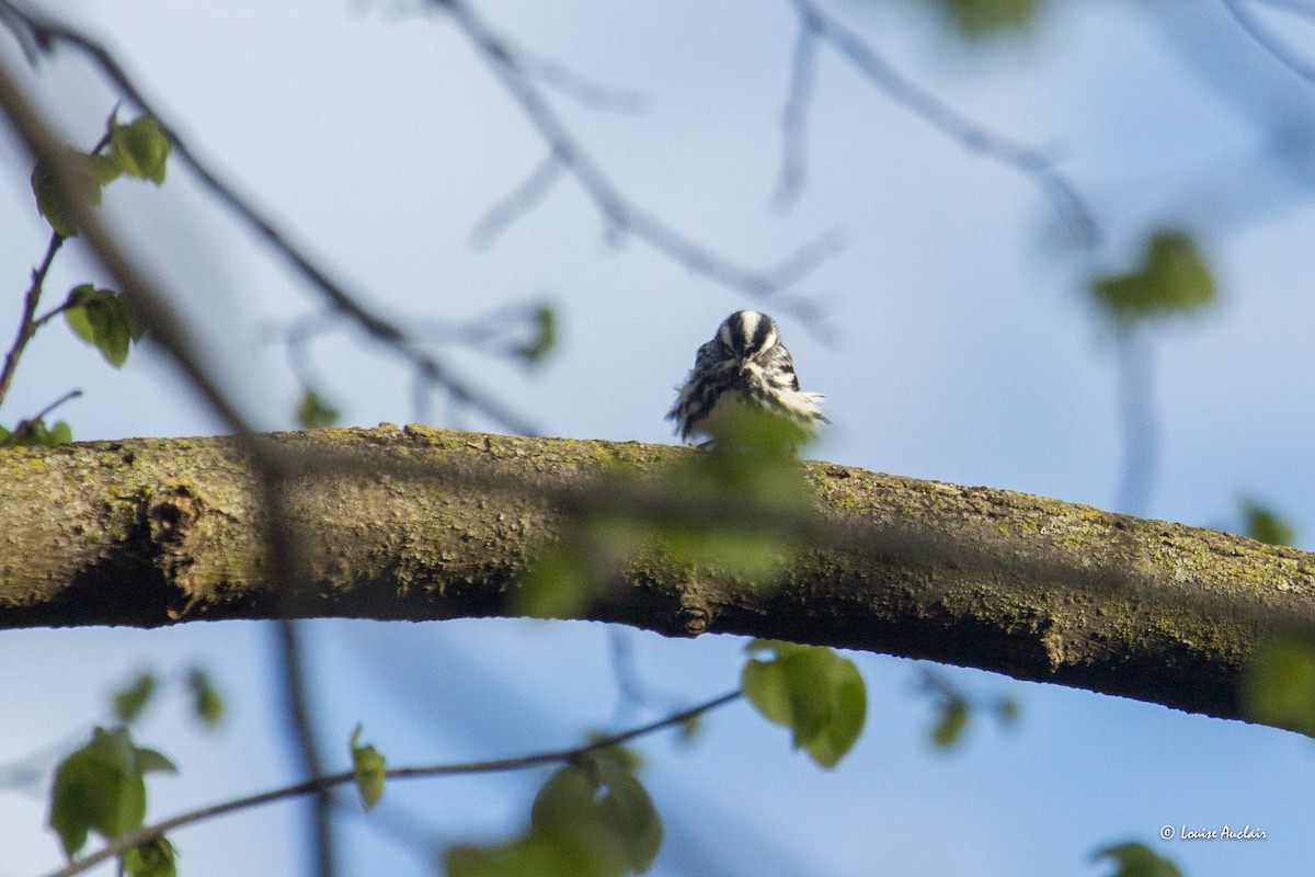 Black-and-white Warbler - Louise Auclair