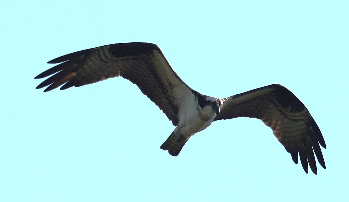 Águila Pescadora (carolinensis) - ML619054858