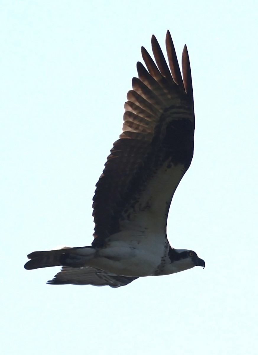 Osprey (carolinensis) - ML619054860