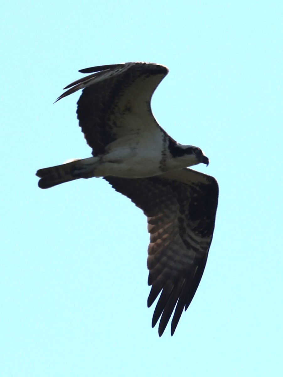 Águila Pescadora (carolinensis) - ML619054862